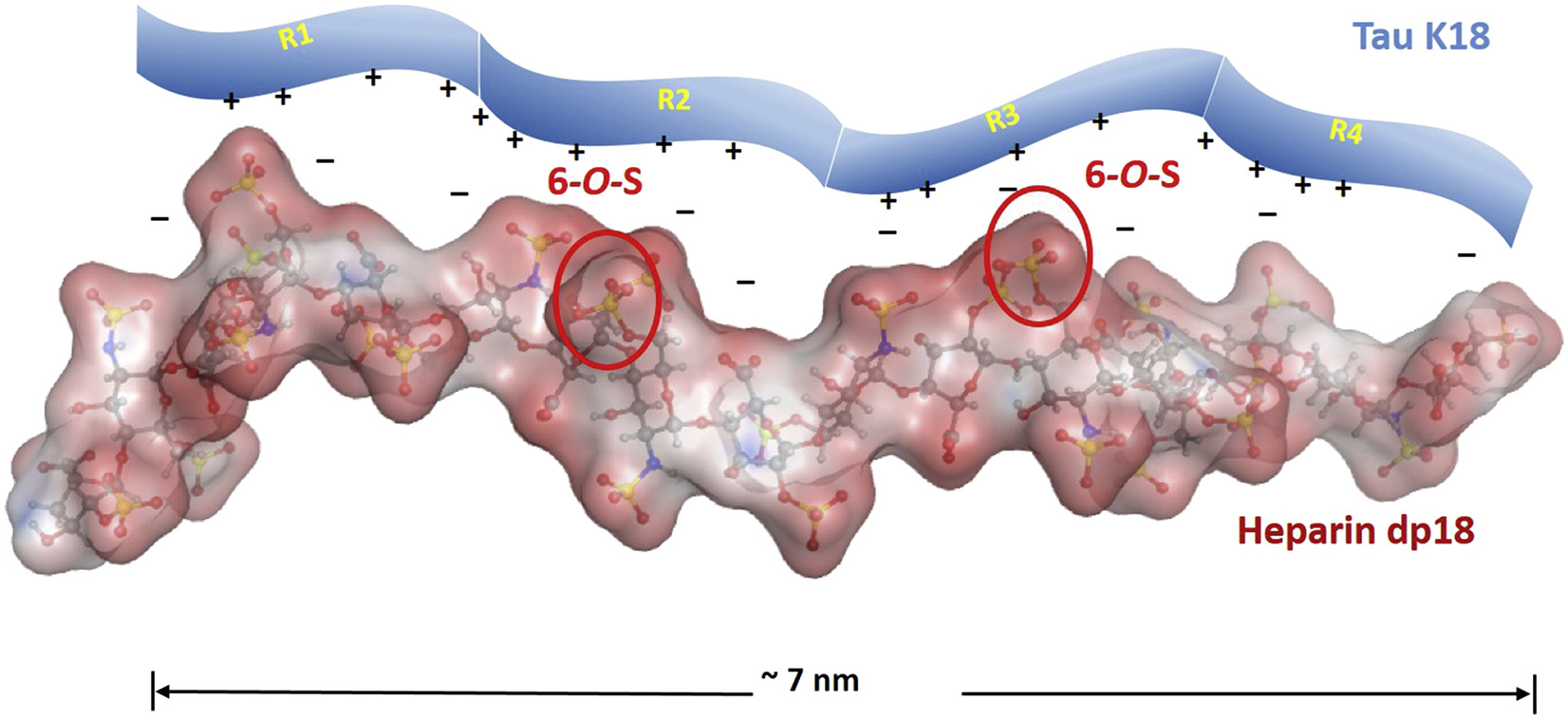 Glycan Tau